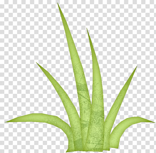 Aloe Vera Leaf, Plant Stem, Herbal Medicine, Grasses, Terrestrial Plant, Plants, Aloes, Houseplant transparent background PNG clipart