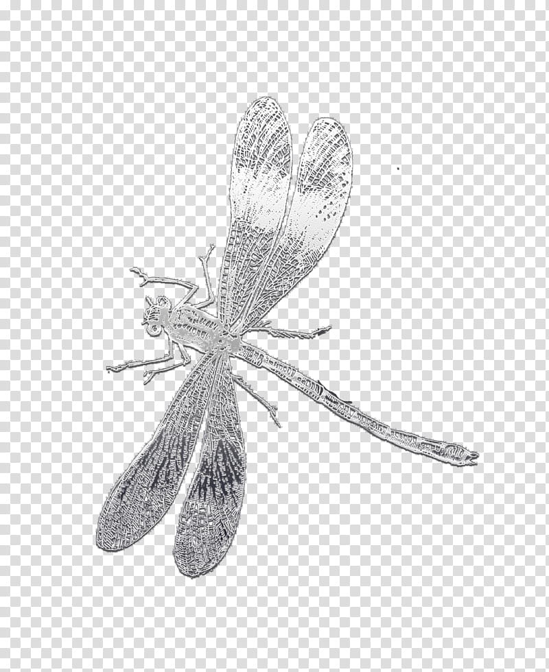 Leaf Drawing, Insect, Dragonfly, Digital Stamp, Black White M, Pest, Membrane, Dragonflies And Damseflies transparent background PNG clipart