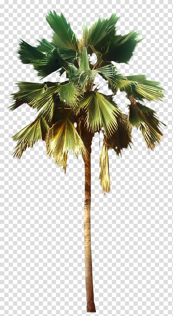Coconut Tree, Palm Trees, Mexican Fan Palm, Areca Palm, California Palm, Pritchardia, Pritchardia Pacifica, Bed transparent background PNG clipart