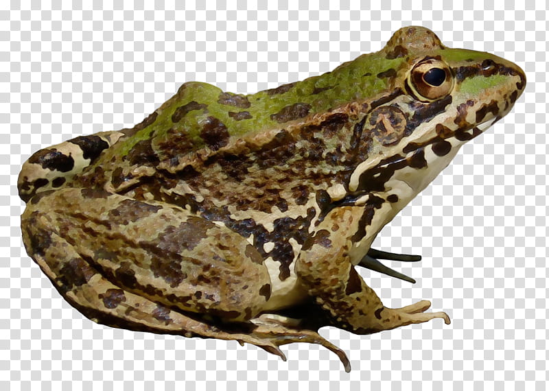 Frog, American Bullfrog, Amphibians, Edible Frog, Batrachia, Goliath Frog, Toad, Tree Frog transparent background PNG clipart