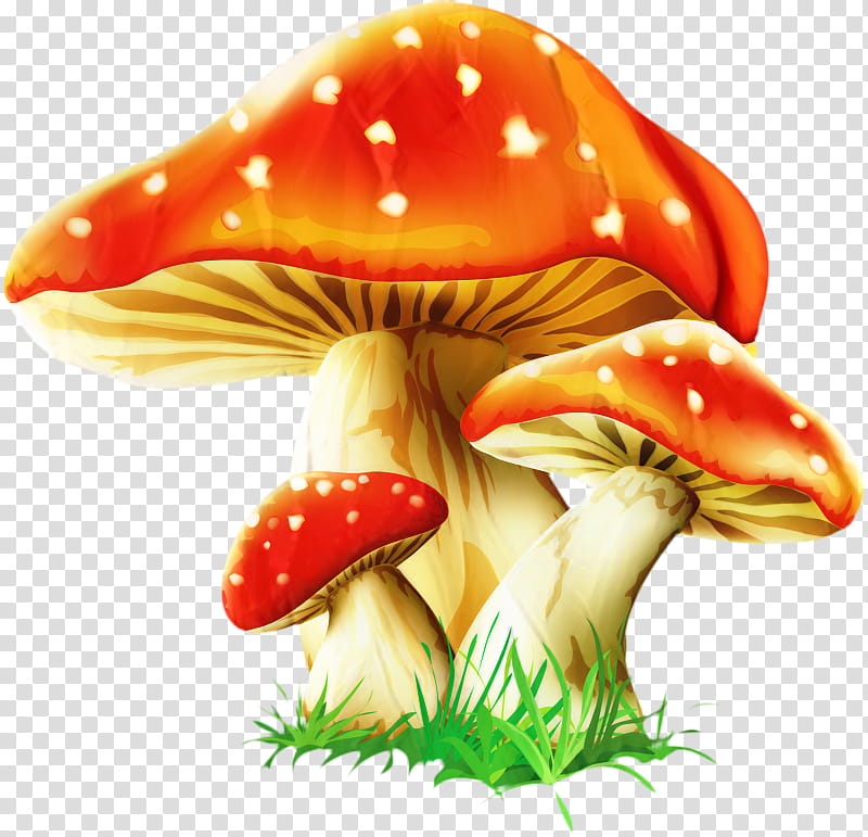 Mushroom, Fungus, Watercolor Painting, Psilocybin Mushroom, Fly Agaric, Drawing, Mushroom Hunting, Edible Mushroom transparent background PNG clipart