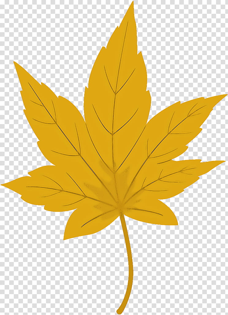 maple leaf autumn leaf yellow leaf, Tree, Plant, Woody Plant, Black Maple, Plane, Sweet Gum, Flower transparent background PNG clipart