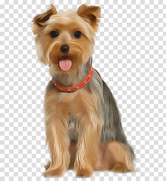 dog yorkshire terrier companion dog terrier snout, Small Terrier, Rare Breed Dog, Puppy, Toy Dog, Australian Silky Terrier, Biewer Terrier transparent background PNG clipart