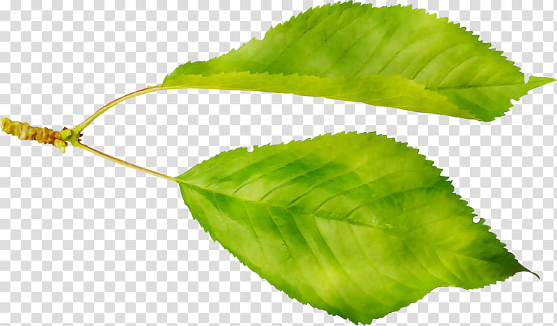 Green Leaf, Plant Stem, Plants, Flower, Beech, Tree, Swamp Birch transparent background PNG clipart