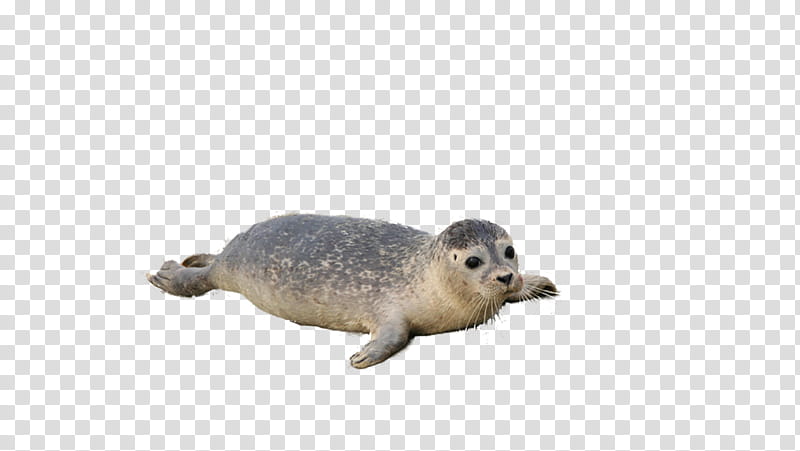 seal earless seal harbor seal snout wildlife transparent background PNG clipart