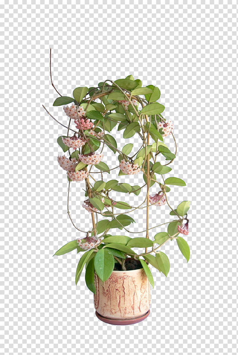Leaf, Houseplant, Hoya Carnosa, Milkweeds, Plants, Flower, Dogbanes, Flowerpot transparent background PNG clipart