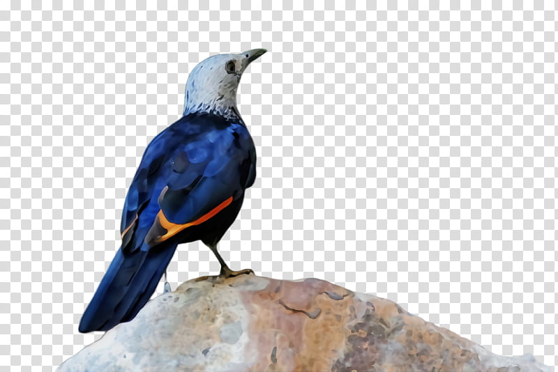 bird beak perching bird starling, Watercolor, Paint, Wet Ink transparent background PNG clipart