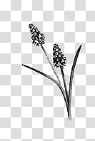 Botanical Illustrations , grey petaled flower illustration transparent background PNG clipart
