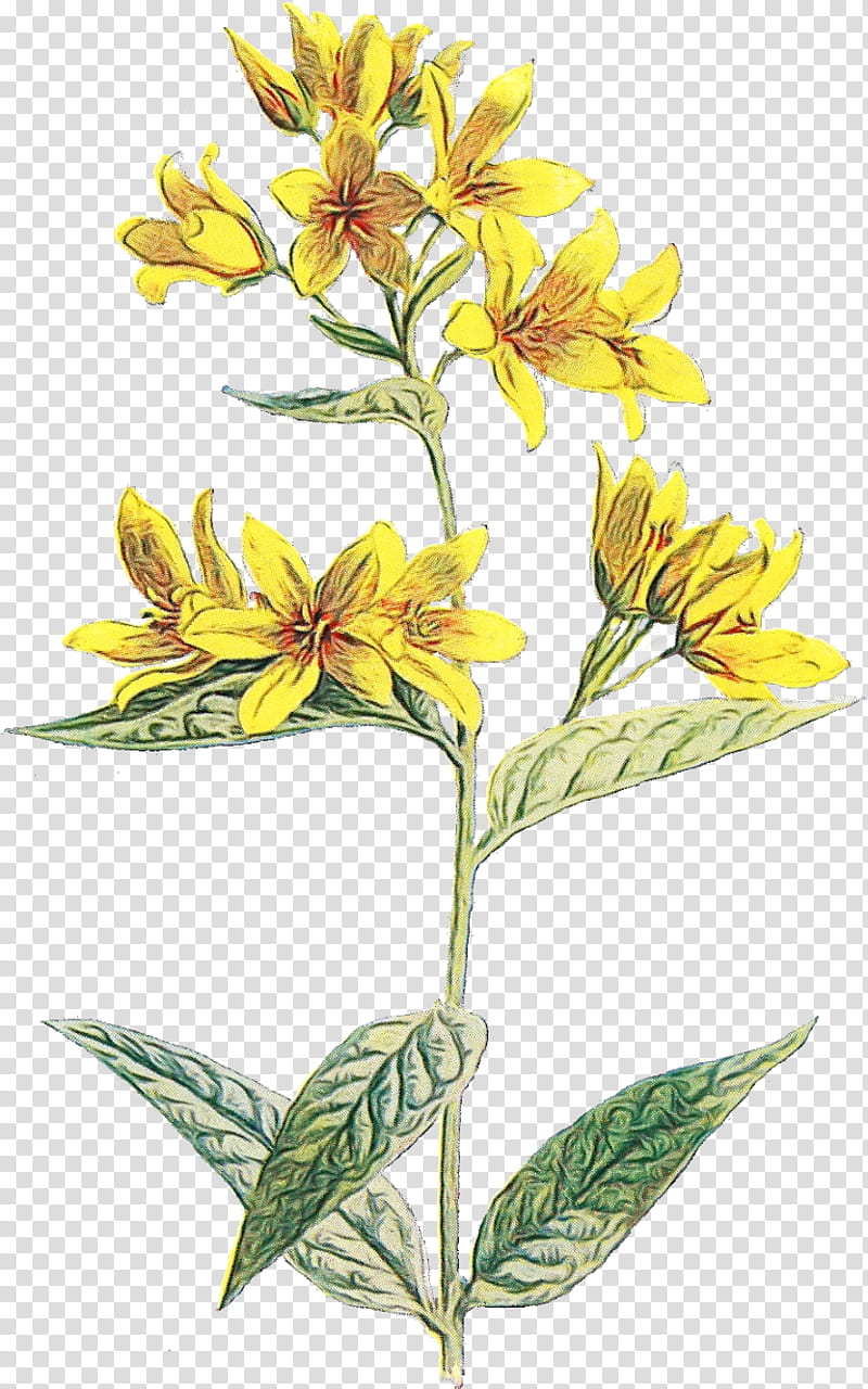 flower flowering plant plant garden loosestrife gentiana, Watercolor, Paint, Wet Ink, Goldenrod, Hypericum transparent background PNG clipart