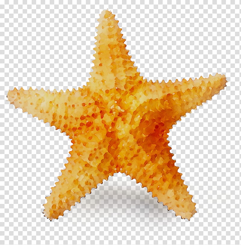 Travel Vacation, Caribbean, Allinclusive Resort, Liberty Travel, Starfish, Tourism, Travel Agent, Beach transparent background PNG clipart