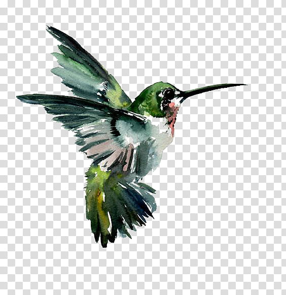 Hummingbird, Beak, Rubythroated Hummingbird, Rufous Hummingbird, Wing, Plant, Coraciiformes transparent background PNG clipart