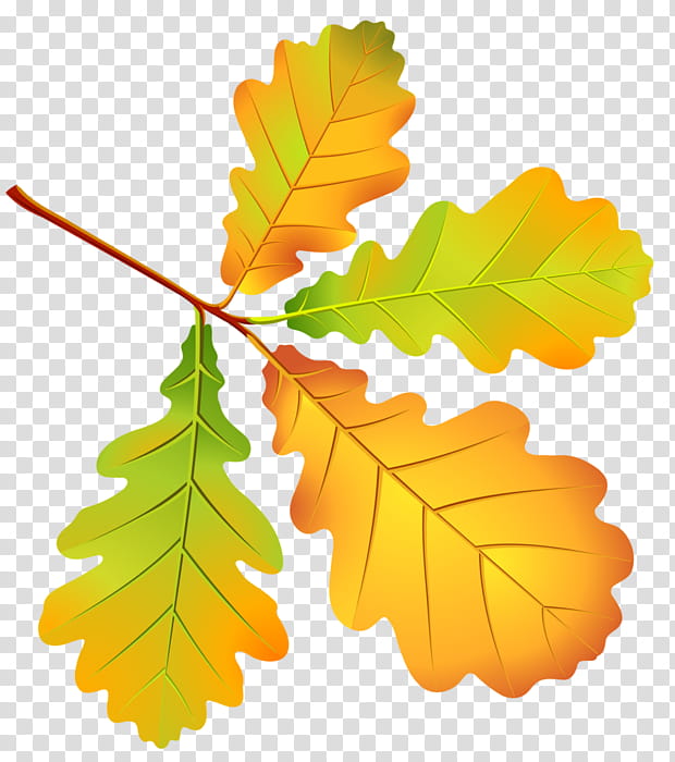 Oak Tree Leaves, Autumn, Autumn Leaves, Leaf, Painting, Orange, Branch, Maple Leaf transparent background PNG clipart