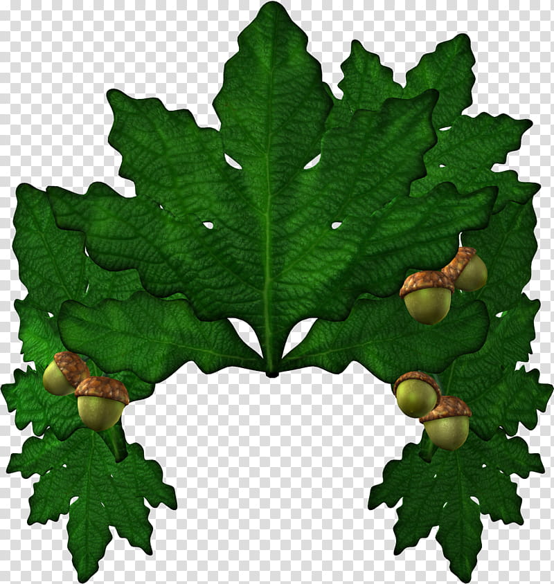 Oak Tree Leaves, Eichenlaub, Leaf, Acorn, Email, Grape Leaves, Plant, Grapevine Family transparent background PNG clipart