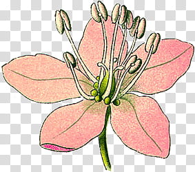 Botanical s, pink lily flower art transparent background PNG clipart