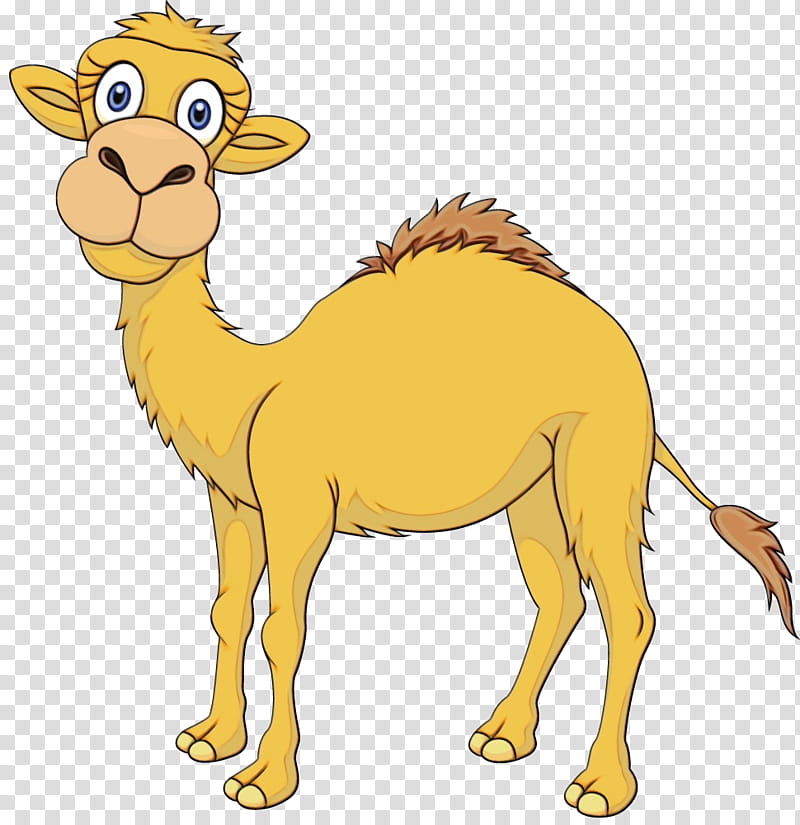 Llama, Camel, Camelid, Arabian Camel, Cartoon, Animal Figure, Yellow, Wildlife transparent background PNG clipart