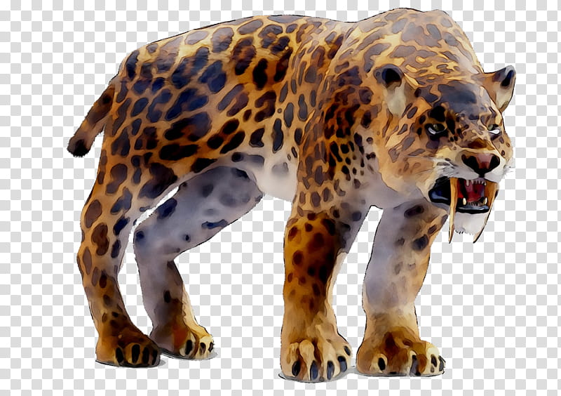 Cats, Jaguar, Leopard, Tiger, Cheetah, Machairodontinae, Animal, August 1 transparent background PNG clipart