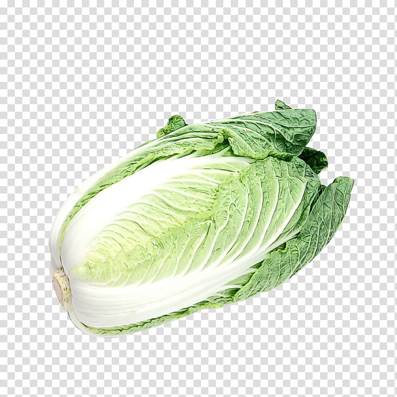 cabbage vegetable leaf vegetable romaine lettuce savoy cabbage, Watercolor, Paint, Wet Ink, Wild Cabbage, Food, Chinese Cabbage transparent background PNG clipart