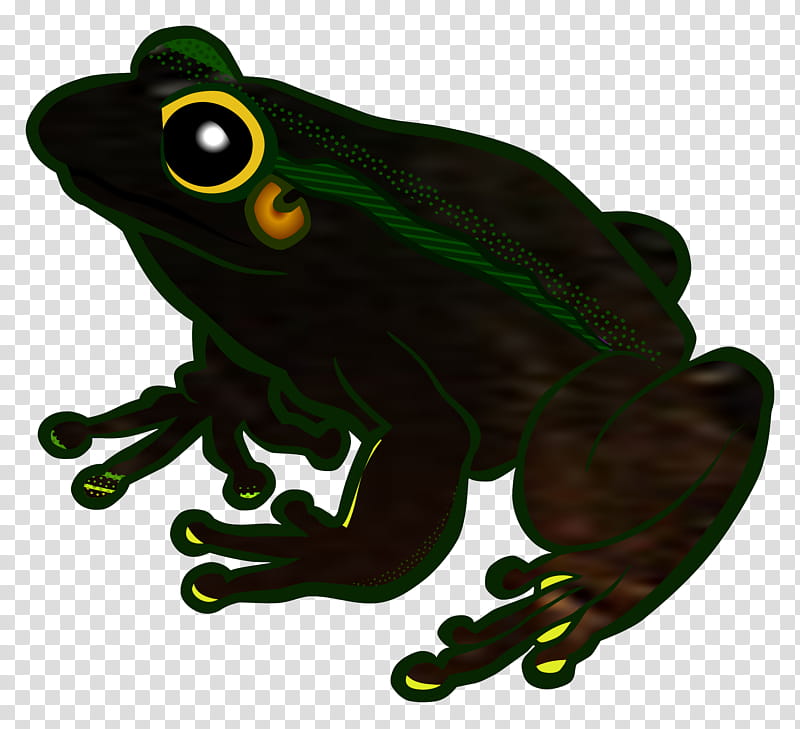 Frog, Tree Frog, Australian Green Tree Frog, Toad transparent background PNG clipart