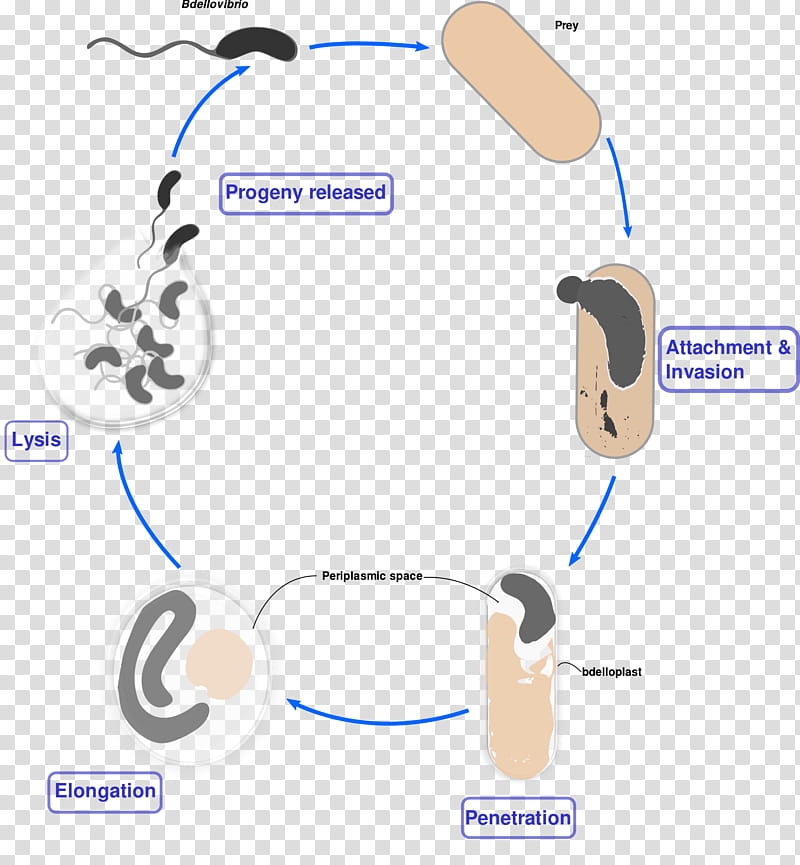 Bacteria, Bdellovibrio, Gramnegative Bacteria, Biological Life Cycle, Vampirovibrio Chlorellavorus, Bacterial Cell Structure, Obligate Aerobe, Bacteriophage transparent background PNG clipart