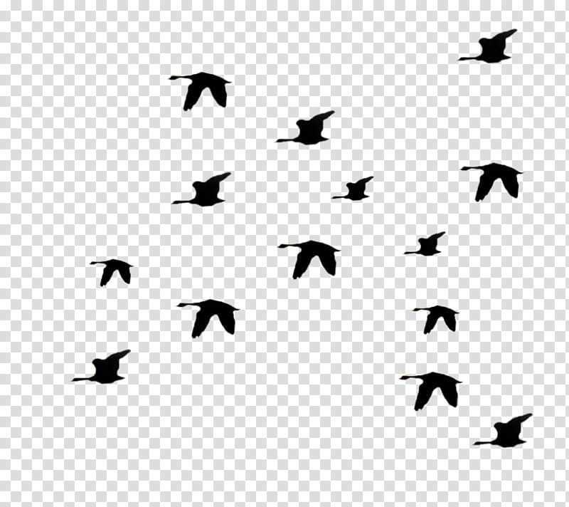 flock bird bird migration animal migration wing, Silhouette, Blackandwhite, Beak transparent background PNG clipart