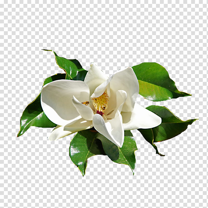 Ficus Elastica isolated flower transparent background PNG clipart