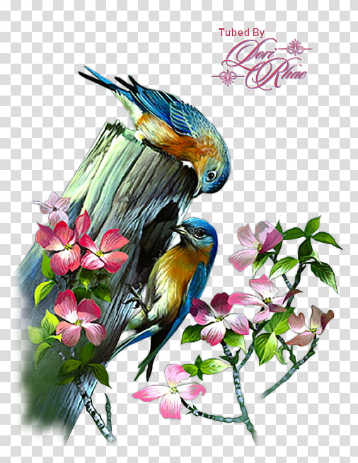 Floral Flower, Bird, Cygnini, Peafowl, Beak, Parrot, Indian Peafowl, Macaw transparent background PNG clipart