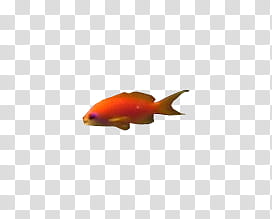 orange and yellow tank fish transparent background PNG clipart