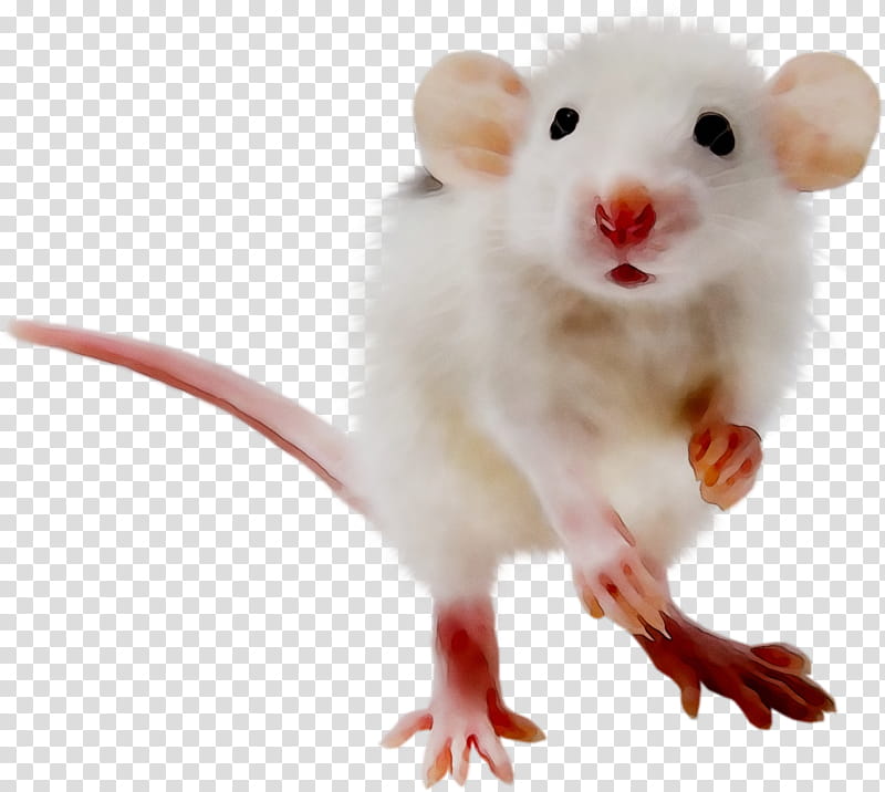 Hamster, Dormouse, Computer Mouse, Whiskers, Snout, Muridae, Muroidea, Pest transparent background PNG clipart