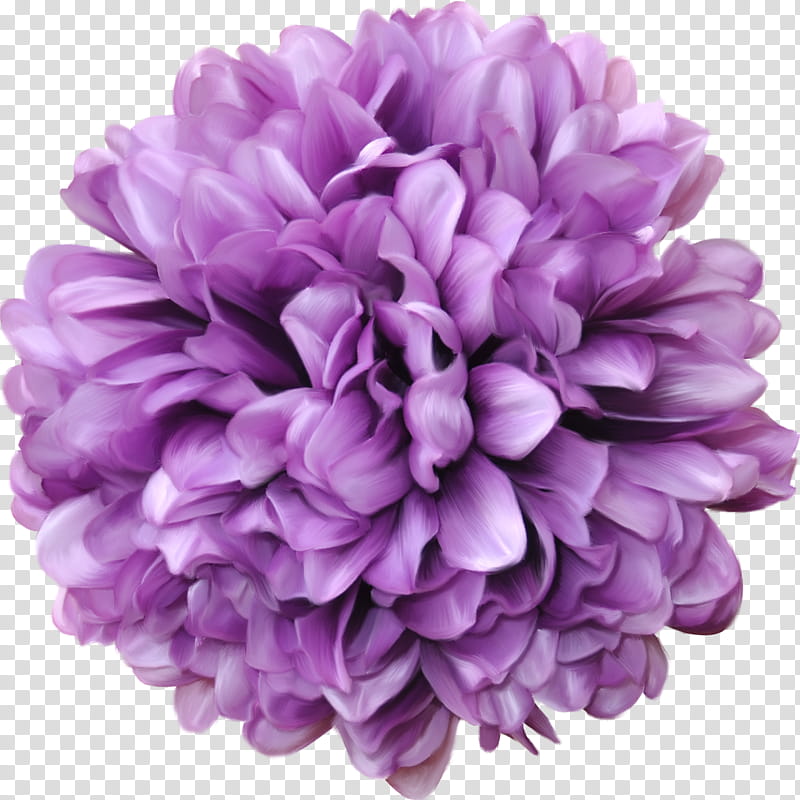 flowers, purple petaled flower on bloom transparent background PNG clipart