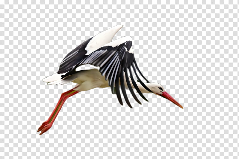 Feather, Bird, White Stork, Ciconiiformes, Beak, Wing, Black Stork transparent background PNG clipart