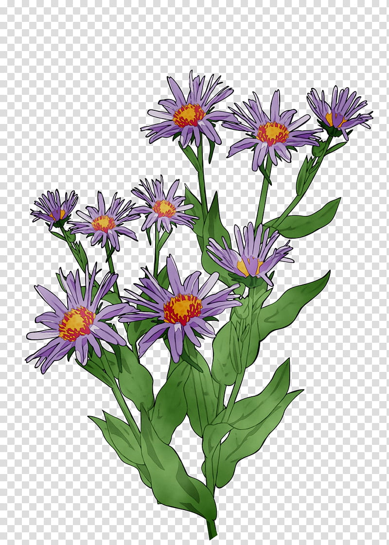 Drawing Of Family, Aster, Watercolor Painting, Digital Art, Daisy Family, Flower, Plant, Alpine Aster transparent background PNG clipart