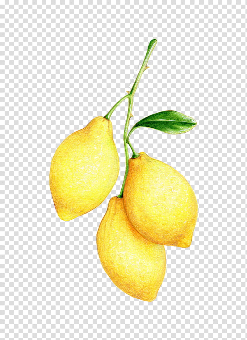 Yellow , three lemon fruits transparent background PNG clipart
