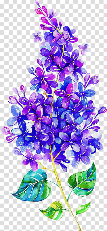 Lavender, Violet, Flower, Purple, Lilac, Blue, Plant, Petal transparent background PNG clipart