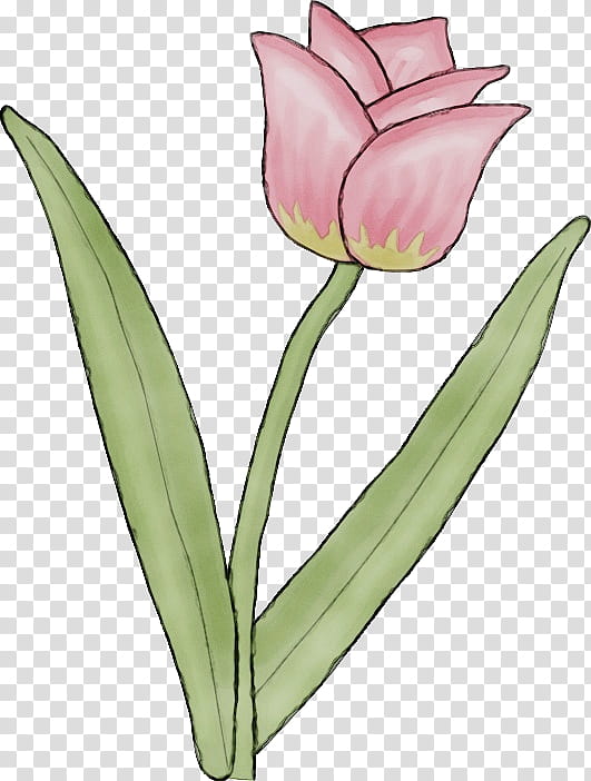 Tulip Cut flowers Plant stem Petal Leaf, Watercolor, Paint, Wet Ink, Plants, Tulipa Humilis, Pedicel, Lily Family transparent background PNG clipart