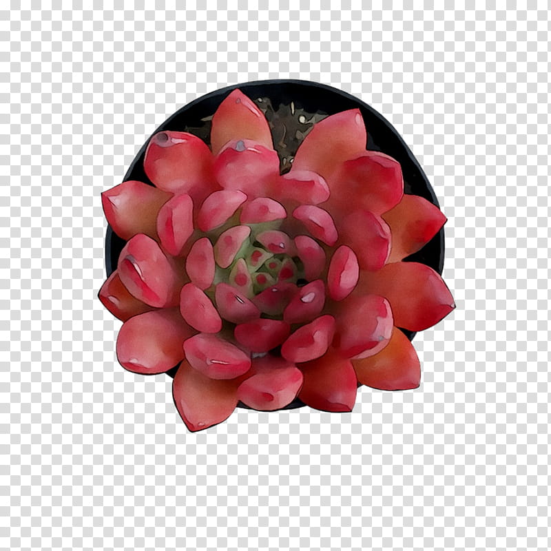 Pink Flower, Cut Flowers, Pink M, Echeveria, Petal, Plant, Stonecrop Family, Perennial Plant transparent background PNG clipart