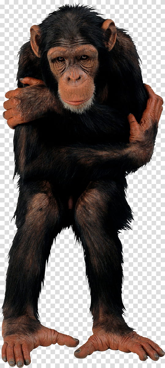 Monkey, Common Chimpanzee, Tshirt, Baboons, Ape, Animal, Old World Monkeys, Fur transparent background PNG clipart