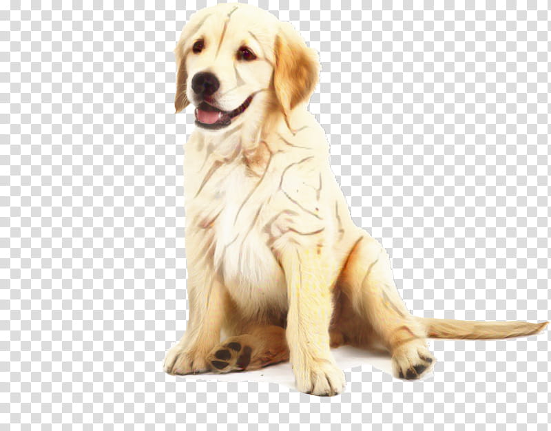 Golden Retriever, Puppy, Labrador Retriever, Dachshund, 