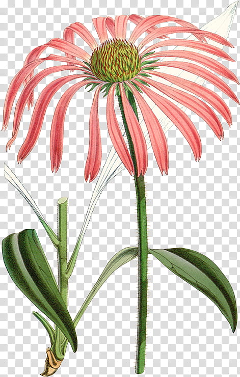 Flowers, Echinacea Angustifolia, Purple Coneflower, Daisy Family, Herbal Medicine, Herbaceous Plant, Curtiss Botanical Magazine, Perennial Plant transparent background PNG clipart