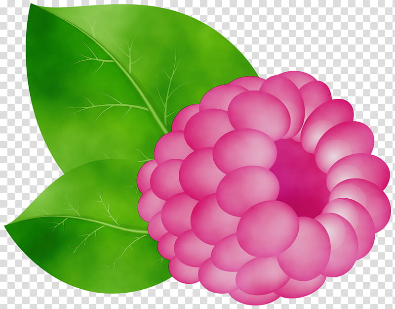 Pink Flower, Watercolor, Paint, Wet Ink, Closeup, Pink M, Fruit, Plants transparent background PNG clipart
