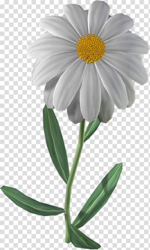 Flowers, Chamomile, Spring Flowers, , Blume, Cut Flowers, Common Daisy, White transparent background PNG clipart