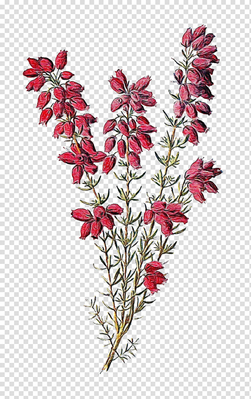 Flowers, Calluna, Line Art, Plant, Pedicel, Cut Flowers, Twig, Wildflower transparent background PNG clipart