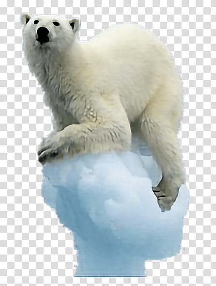 polar bear bear polar bear animal figure polar ice cap, Arctic, Adaptation, Wildlife transparent background PNG clipart