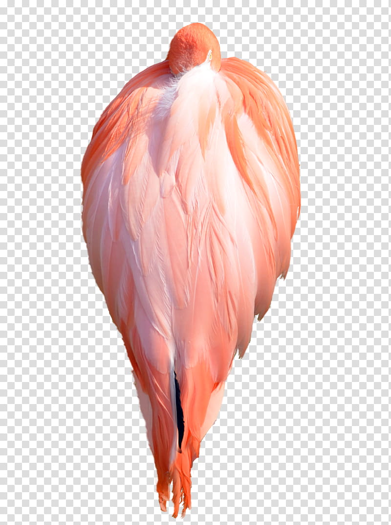 Sleeping Pink Flamingo Wings  transparent background PNG clipart