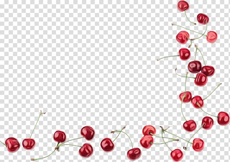 Cherry Blossom Flower, Cerasus, Cherries, Berries, Fruit, Sour Cherry, Sweet Cherry, Drawing transparent background PNG clipart