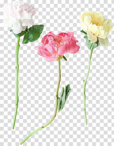 Disfruten, three white, pink, and yellow petaled flowers transparent background PNG clipart