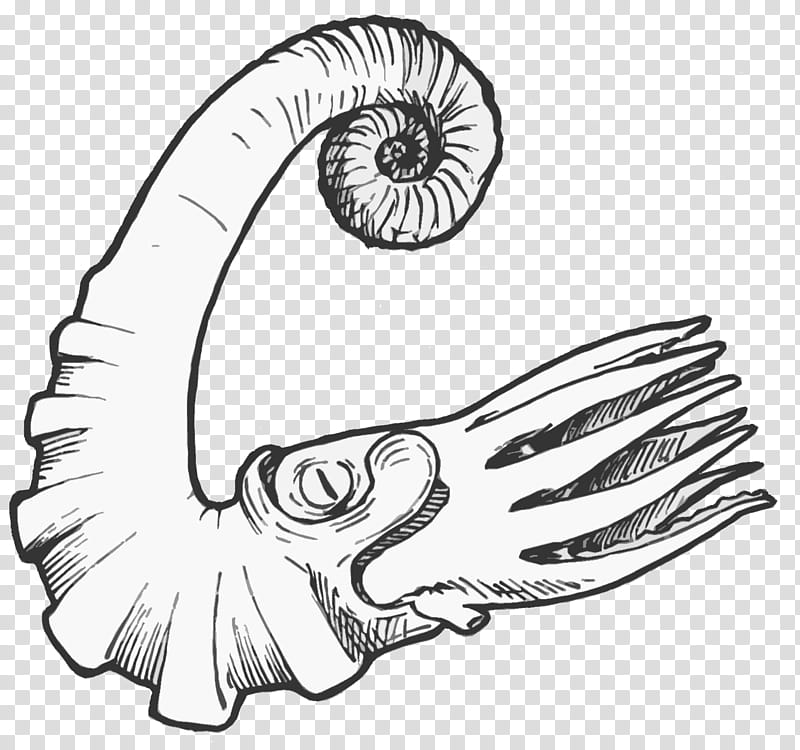 Book Drawing, Ammonites, Fossil, Ordovician, Paleontology, Diagram, Silurian, Nautilidae transparent background PNG clipart