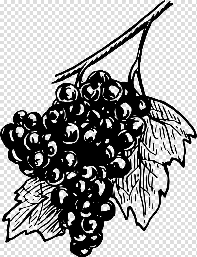 Grape Leaf, Common Grape Vine, White Wine, Concord Grape, Grape Leaves, Grape Juice, Grapevines, Line Art transparent background PNG clipart