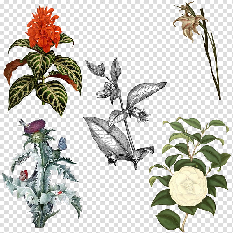 Variety of  Flowers , red petaled flower transparent background PNG clipart