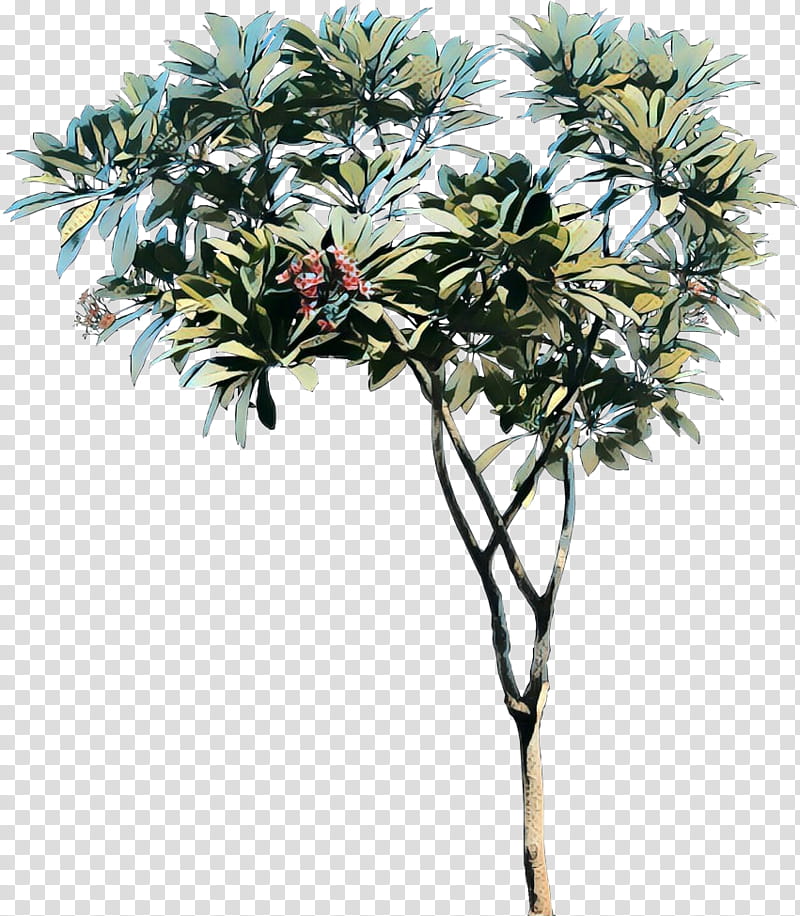 Palm Tree, Asian Palmyra Palm, Red Frangipani, Plant Science, Shrub, Plants, Flower, Palm Trees transparent background PNG clipart