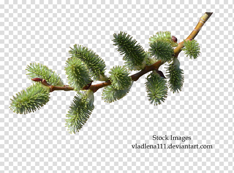 Branch spring , green tree transparent background PNG clipart